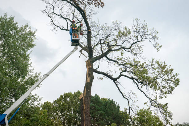 Dead Tree Removal in Independence, LA